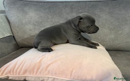 Staffordshire Bull Terrier dogs for sale: Blue Staffordshire Bull Terriers Staffy staffie - Image 10