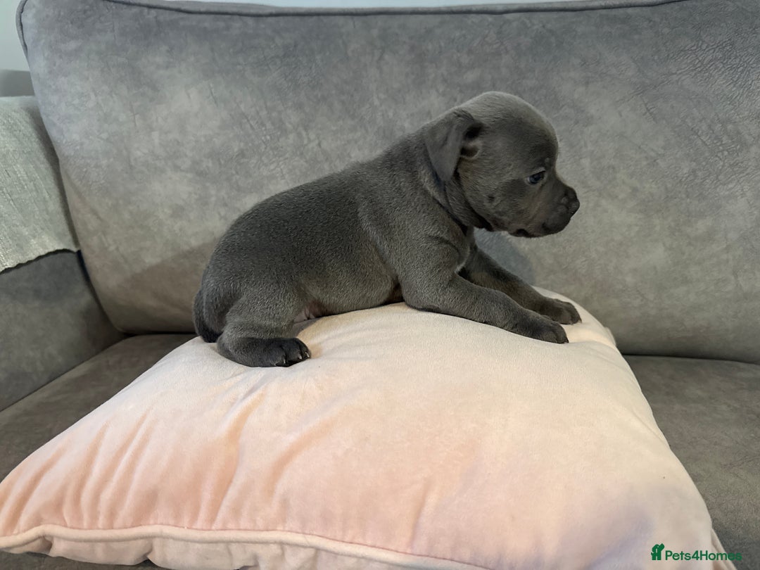 Staffordshire Bull Terrier dogs for sale: Blue Staffordshire Bull Terriers Staffy staffie - Image 10