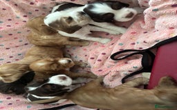 Cocker Spaniel dogs for sale: KC reg Cocker Spaniel Puppies, council licensed  - Image 7