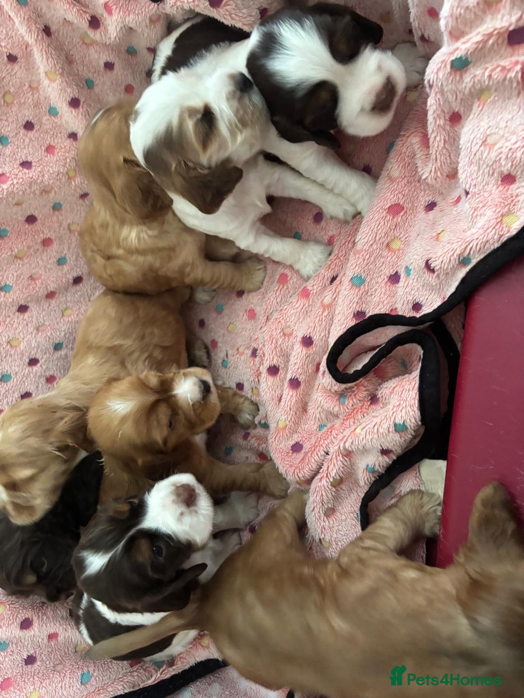 Cocker Spaniel dogs for sale: KC reg Cocker Spaniel Puppies, council licensed  - Image 7