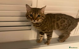Bengal cats for sale: Beautiful Pure Bengal  - Image 4