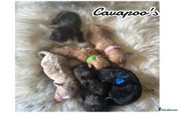 Cavapoo dogs for sale: Beautiful fully DNA tested Cavapoo's  - Image 18