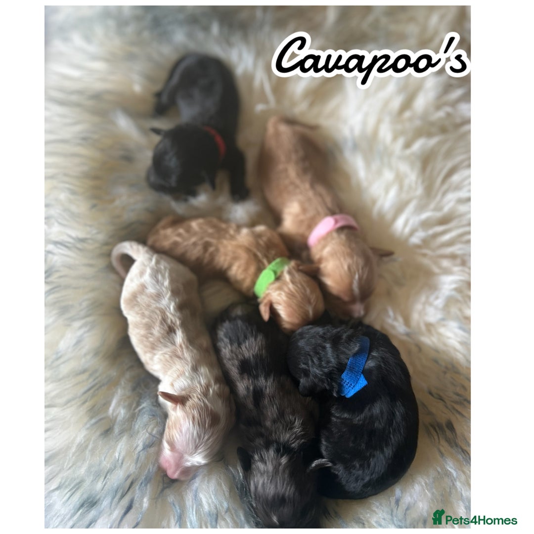 Cavapoo dogs for sale: Beautiful fully DNA tested Cavapoo's  - Image 18