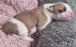 American Bulldog dogs for sale: American Bulldog puppies - Image 17