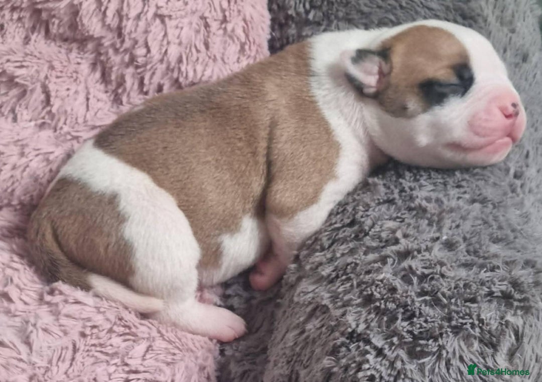 American Bulldog dogs for sale: American Bulldog puppies - Image 17