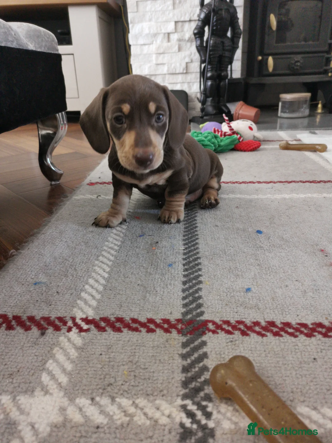 Dachshund dogs for stud: Harley (kleinartemis apollo) kc name  in Glasgow - Advert 11