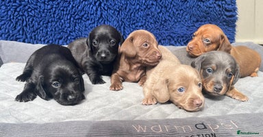Dachshund dogs - Advert 1