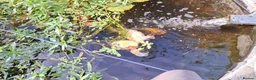 Koi Carp fish for sale: Three Koi Carp in Steyning - Advert 2