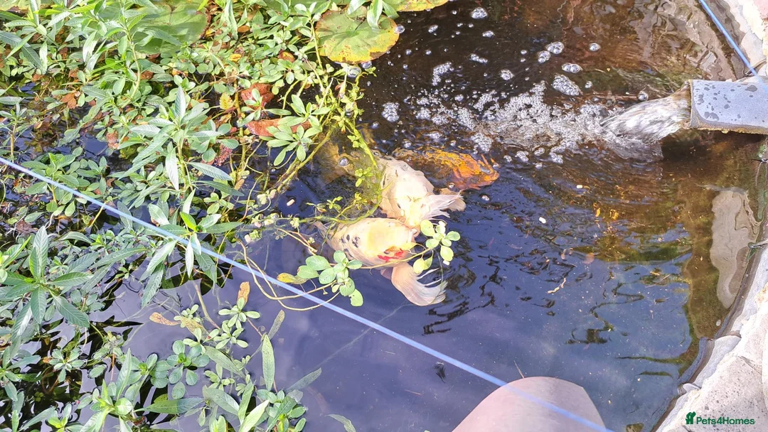 Koi Carp fish for sale: Three Koi Carp in Steyning - Advert 2