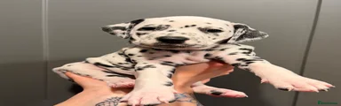 Dalmatian Black Girl - Black Widow