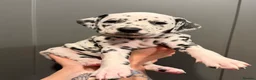 Dalmatian dogs for sale: 4 Girls, 1 Boy KC Dalmatians - ready to leave!  - Advert 21