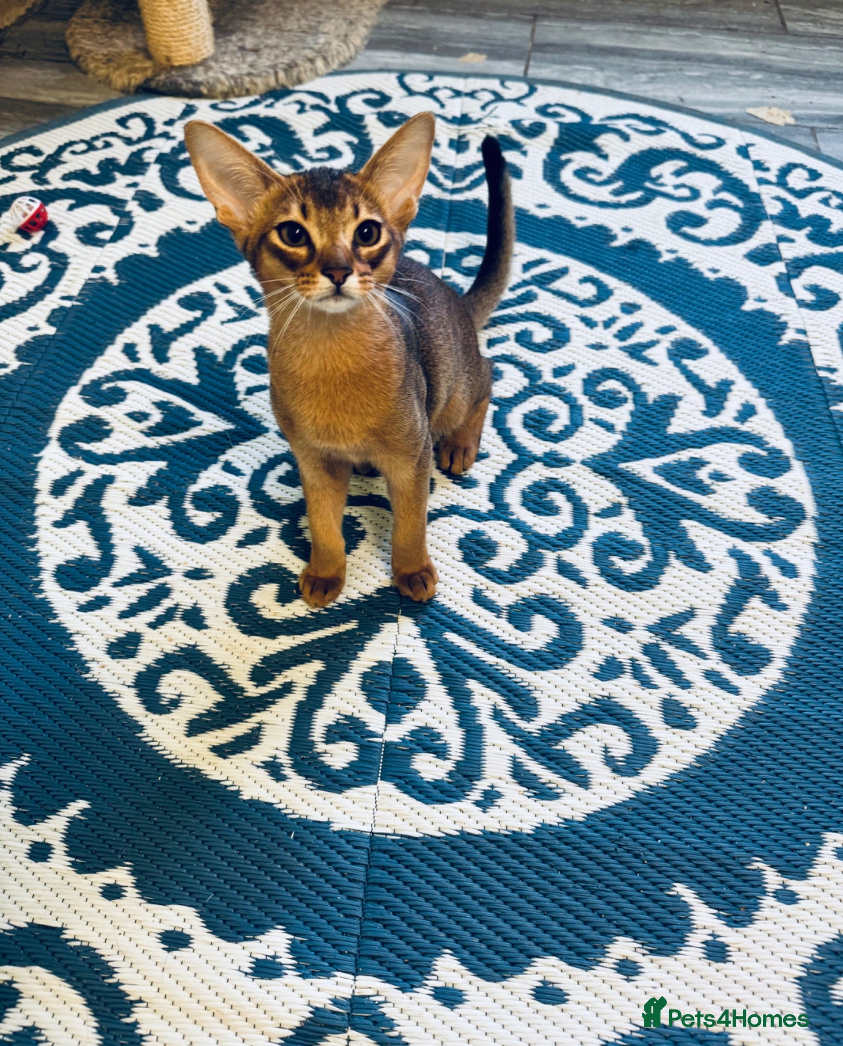 Abyssinian cats Last boy ready to leave anytime! - Advert 1