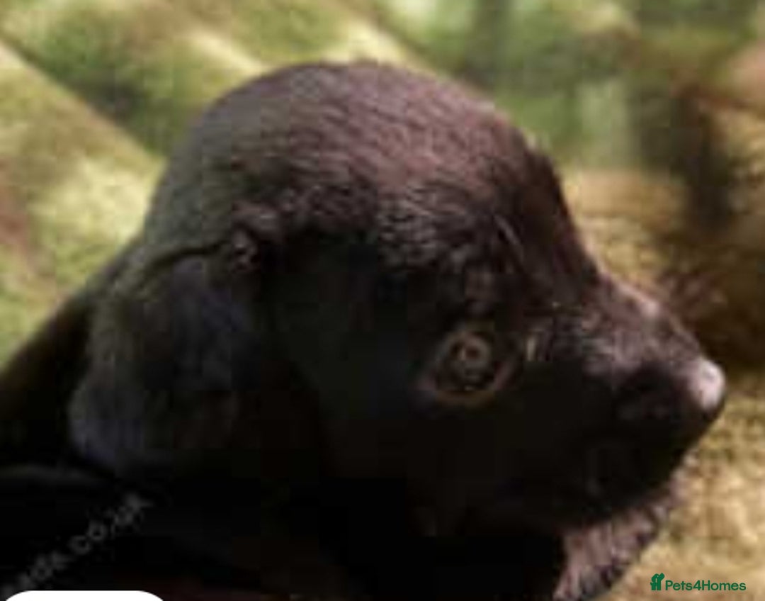 Patterdale Terrier dogs for sale: Patterdale puppies, good strong pups, home bred. - Image 11