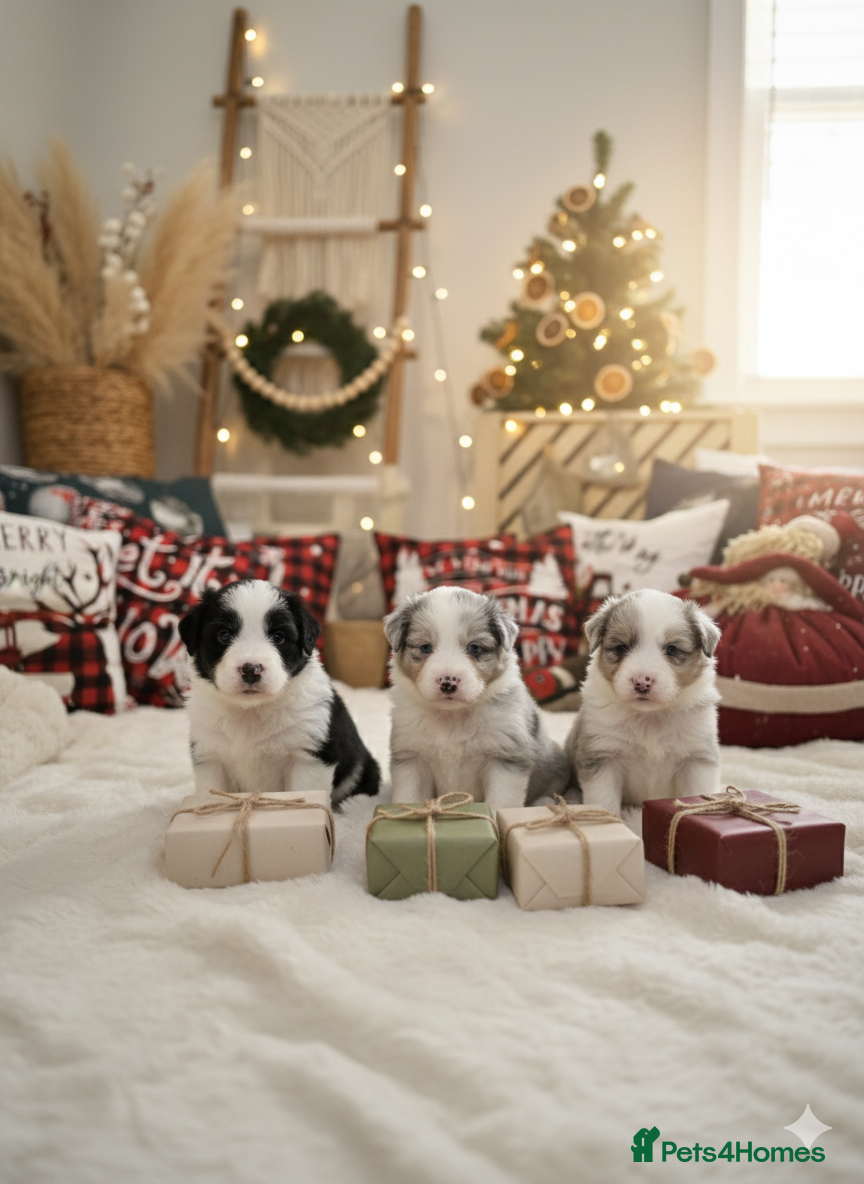 Border Collie dogs 🔜 coming soon  - Advert 3