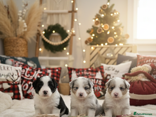 Border Collie dogs 🔜 coming soon - Advert 2