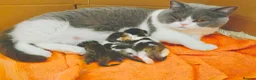 British Shorthair cats for sale: British Short Hair Kittens Purebred - Advert 3