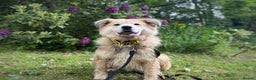 Mixed Breed dogs for adoption: Meet Paddy, currently residing in Cheshire  in Nantwich - Advert 28