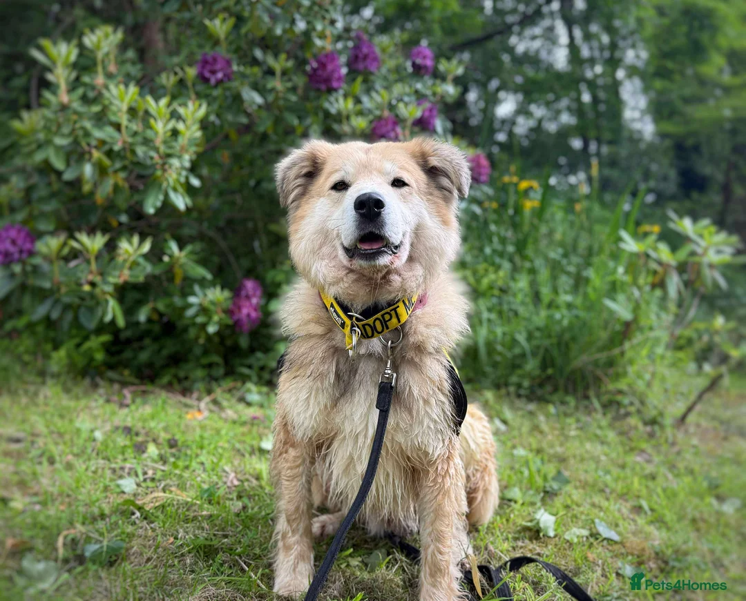 Mixed Breed dogs for adoption: Meet Paddy, currently residing in Cheshire  in Nantwich - Advert 28