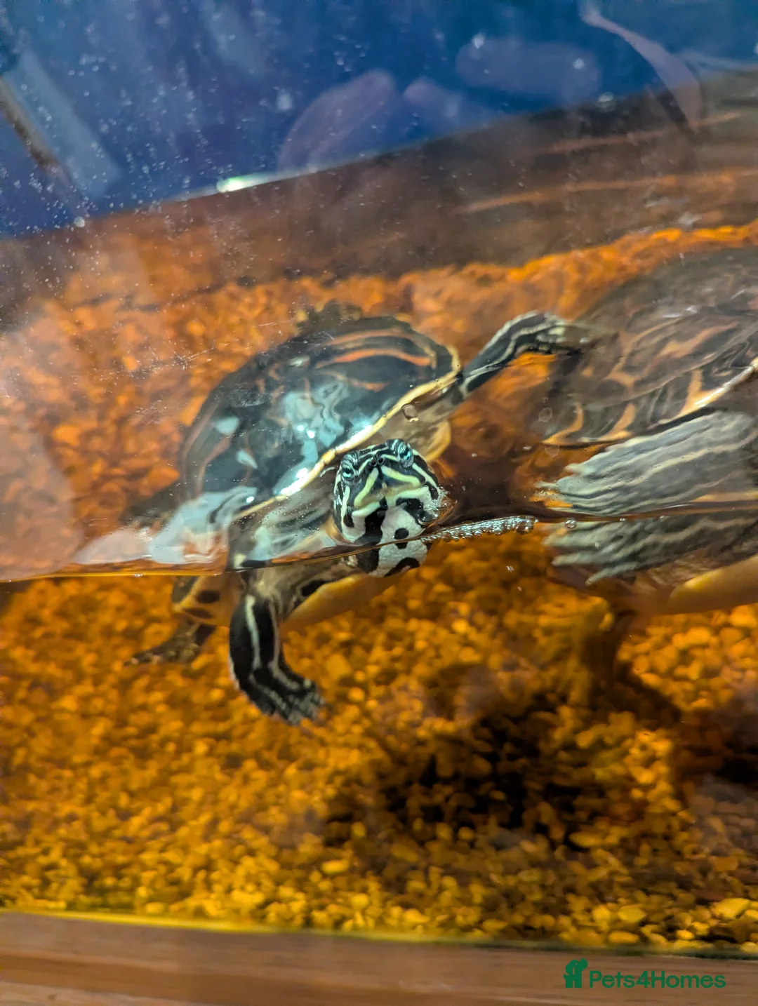 Turtle reptiles for sale: Turtle for sale for your pond - Advert 1