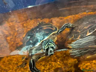 Turtle reptiles Turtle for sale for your pond - Advert 4