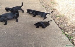 Mixed Breed dogs for sale: Beautiful litter of spaniel Cross  - Image 3