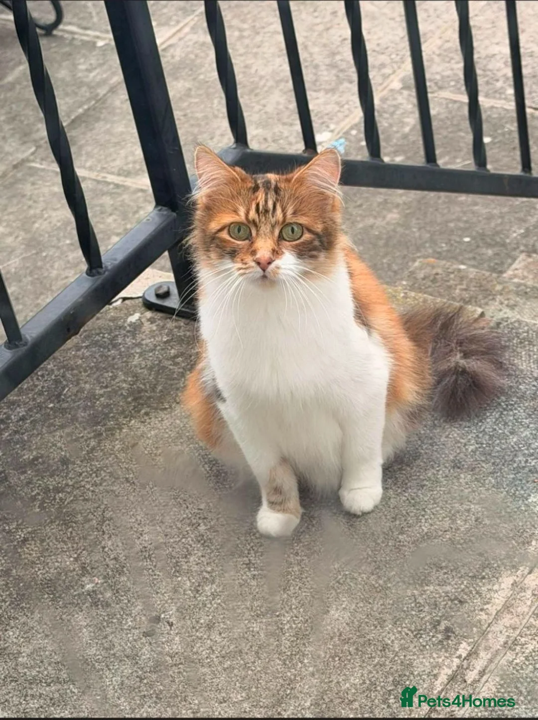 Mixed Breed cats for sale: 3 gorgeous kittens for sale - Advert 1