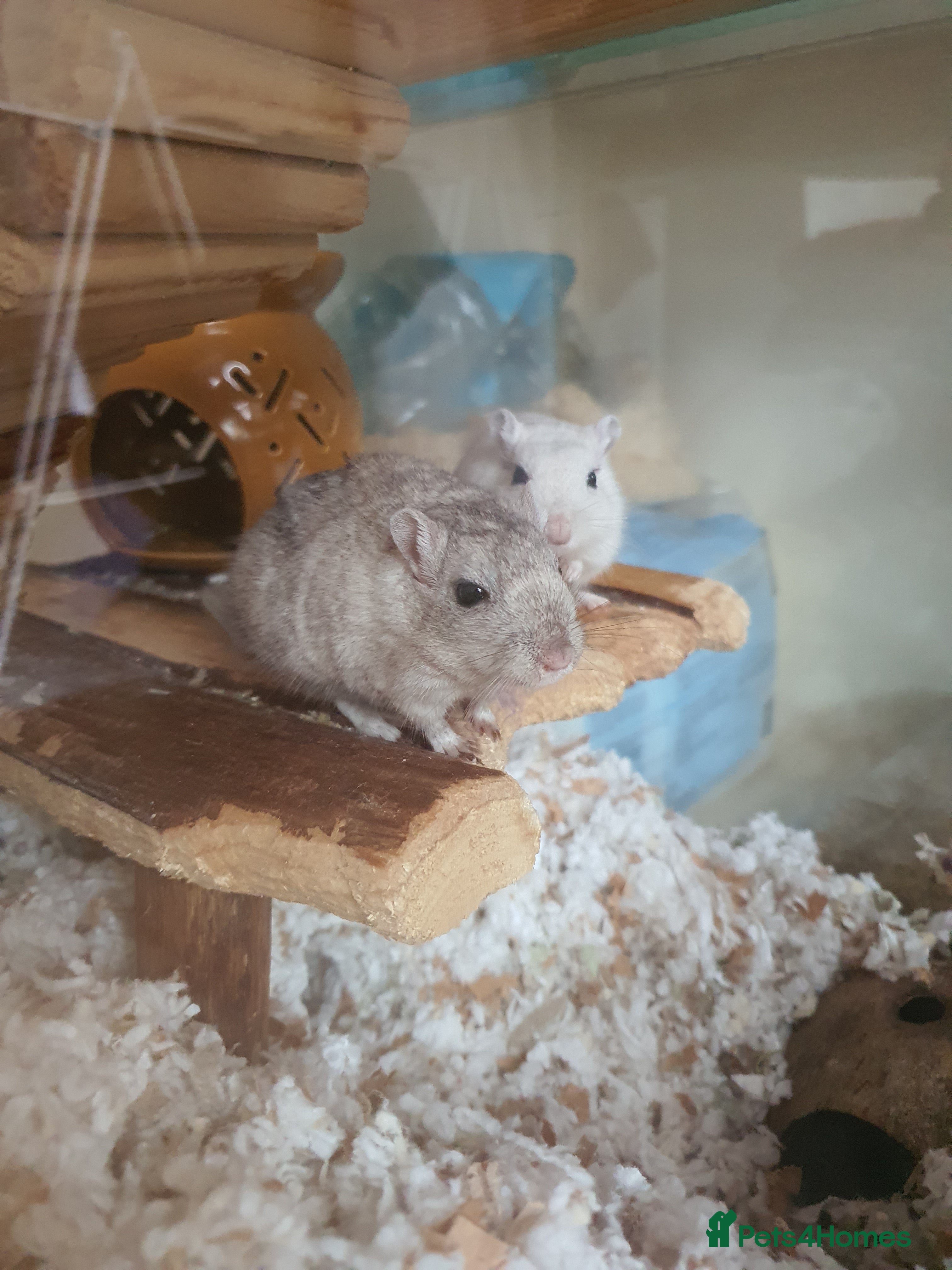 Gerbil rodents Pair of gerbils  - Advert 1