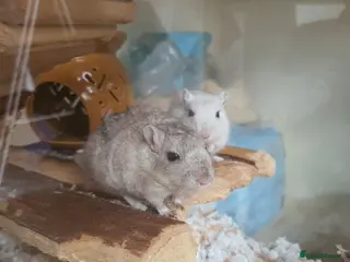 Gerbil rodents Pair of gerbils - Advert 1