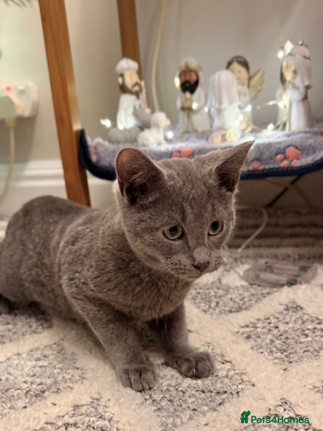 Russian Blue cats for sale: Pure Russian Blue Boy❄️ - Advert 13