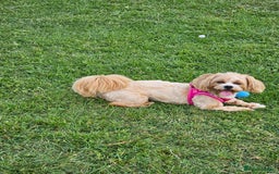 Maltese dogs for sale: Maltipoo Gorgeous Girl  - Image 7
