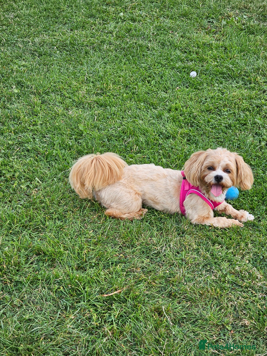 Maltese dogs for sale: Maltipoo Gorgeous Girl  - Image 7