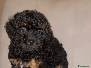 Toy Poodle dogs Kc registered phantom toy poodles ready now! - Advert 3