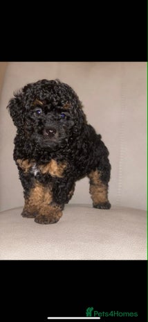 Toy Poodle dogs Kc registered phantom toy poodles ready now! - Advert 4