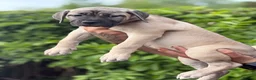 Cane Corso dogs for sale: Merle chunky Cane Corso X Bandogge puppies  - Advert 5