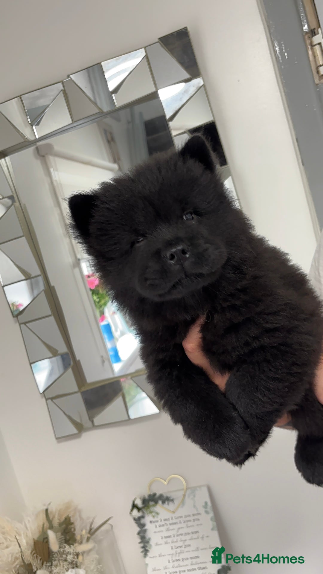 Chow Chow dogs for sale: 🤍  1 STUNNING GIRL LEFT 🐾 READY TO LEAVE 🐾 - Image 20