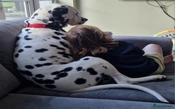 Dalmatian dogs for sale: **Beautiful litter of 11 KC Dalmatians** - Image 18