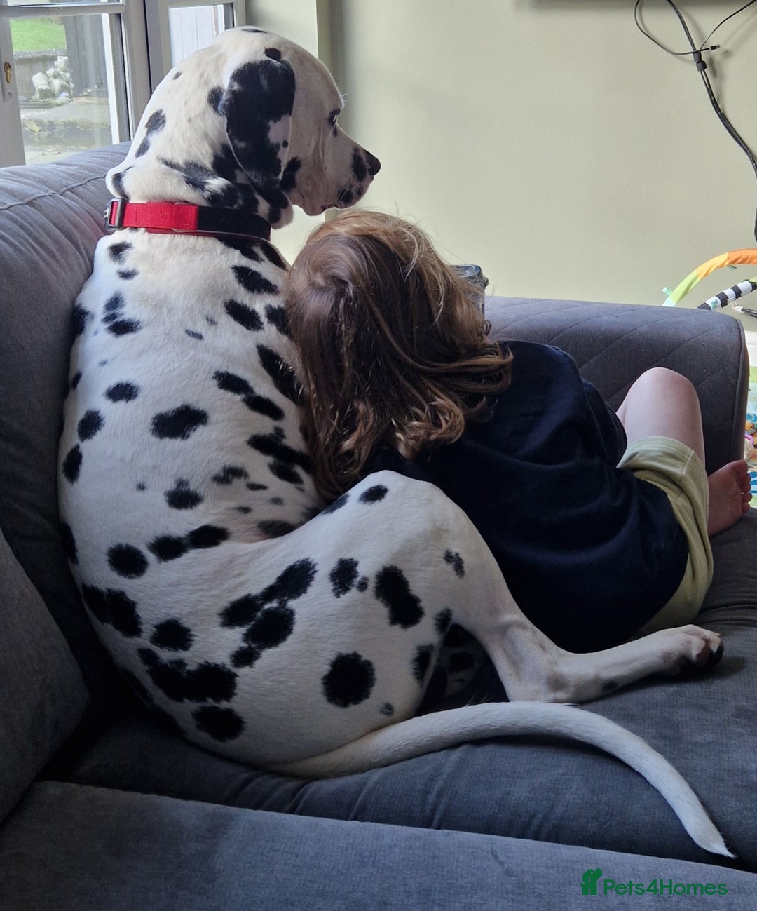 Dalmatian dogs for sale: **Beautiful litter of 11 KC Dalmatians** - Image 18