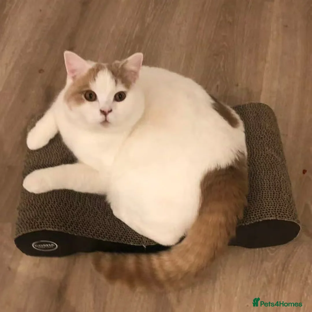 British Shorthair cats for sale: Stunning BSH Wanzi Needs Loving Forever Home - Advert 1