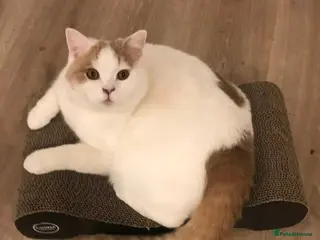 British Shorthair cats Stunning BSH Wanzi Needs Loving Forever Home - Advert 1