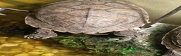 Turtle reptiles for sale: Two very happy turtle in Oxford - Advert 7