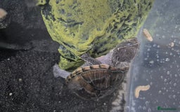 Turtle reptiles for sale: Musk turtle  - Image 1