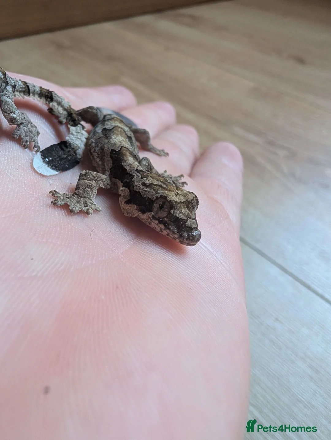 Gecko reptiles for sale: Captive-Bred Kuhl's Flying Gecko Babies - Advert 2