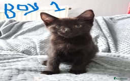 Mixed Breed cats for sale: KITTEN WHITE- MALE AND FEMALE BLACK BACK AND WHITE - Image 3