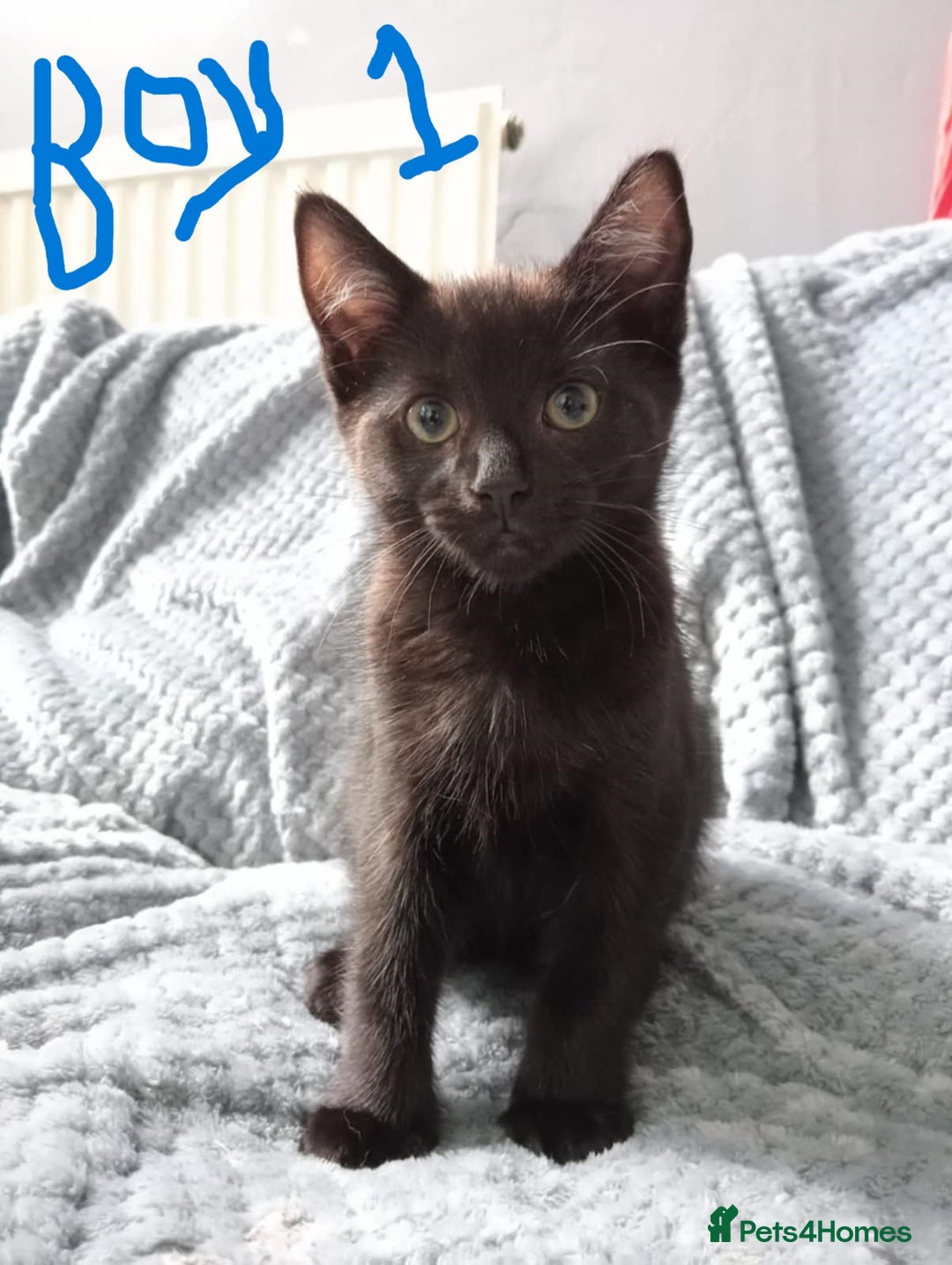 Mixed Breed cats for sale: KITTEN WHITE- MALE AND FEMALE BLACK BACK AND WHITE - Image 3