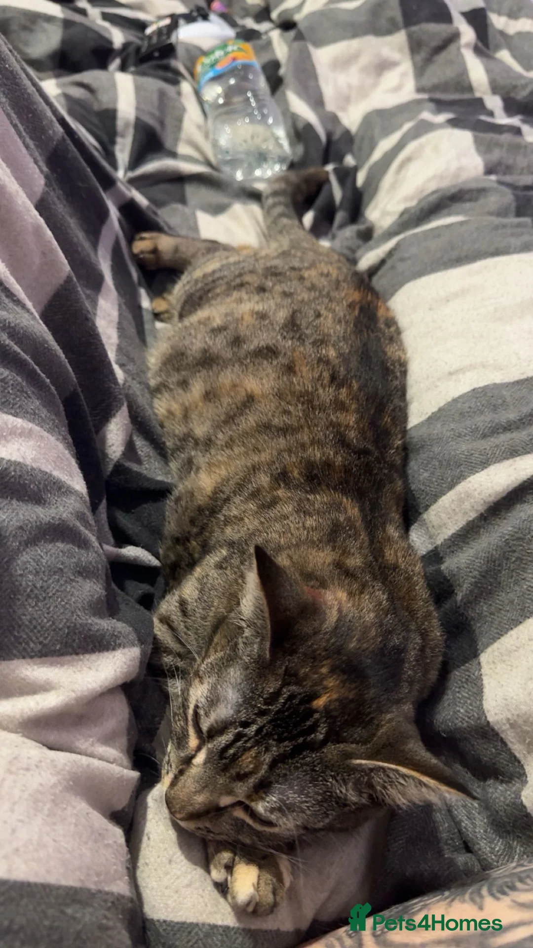 Mixed Breed cats for sale: Shadow loving female - Advert 3