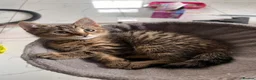 Domestic Shorthair cats for sale: Beautiful 3 Month Old Brown Tabby Kittens - Advert 1