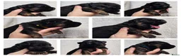 German Shepherd dogs for sale: KC, DM clear, health tested, German Shepherds  - Advert 5