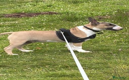 English Bull Terrier dogs for sale: English bull terrier  - Image 4