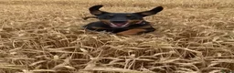 Dobermann dogs for stud: Stud available  - Advert 6