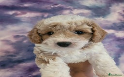 Mixed Breed dogs for sale: Gorgeous Cavapoochon Puppies - Image 12